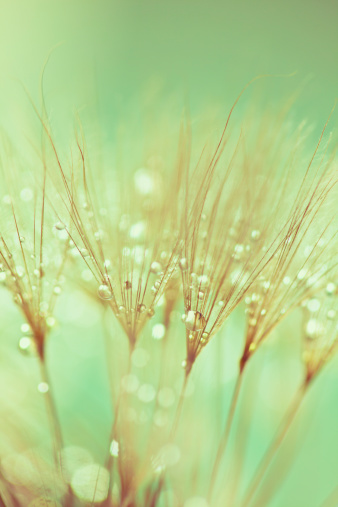 Dandelion seeds and drops close-up