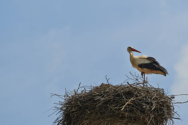 istock Stork in the nest 168727804