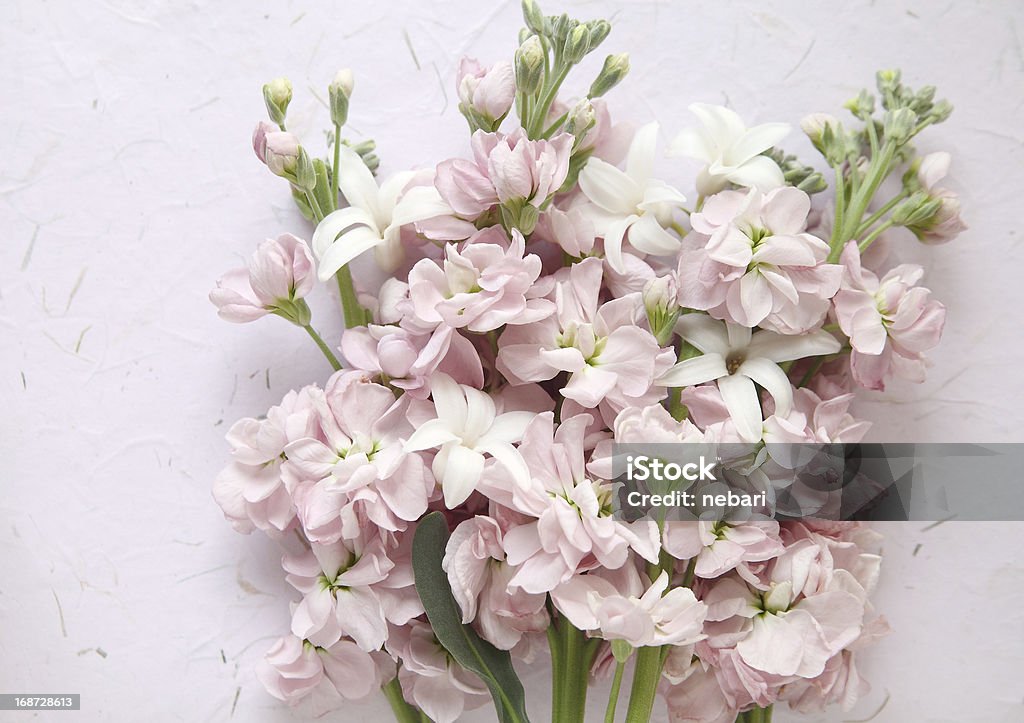 pink stock and white hyacinth flowers pink and white spring flowers on a textured background Beauty Stock Photo