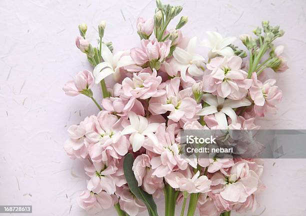 Pink Stock And White Hyacinth Flowers Stock Photo - Download Image Now - Beauty, Blossom, Bud