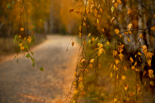 Autumn forest landscape. Yellow bright birch trees. A path in the autumn forest strewn with fallen yellow leaves.