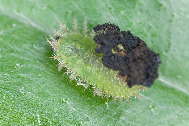 Green Tortoise Beetle larvae, Cassida viridis Green Tortoise Beetle larvae - Cassida viridis cassida viridis stock pictures, royalty-free photos & images