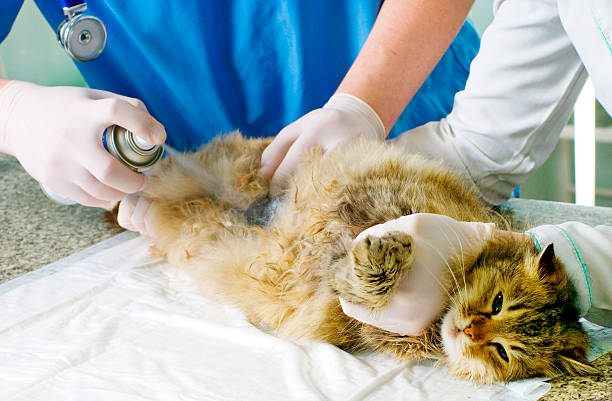 istock Wounded cat treated by veterinarians 168729143