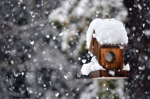istock Bird house in winter 168730033