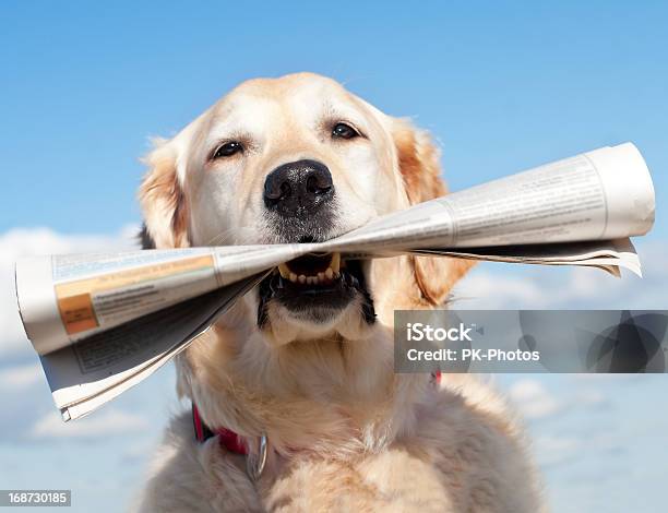 Dog And Newspaper Stock Photo - Download Image Now - Dog, Newspaper, Retrieving