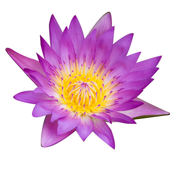 istock lotus flower isolated on white background 168730252