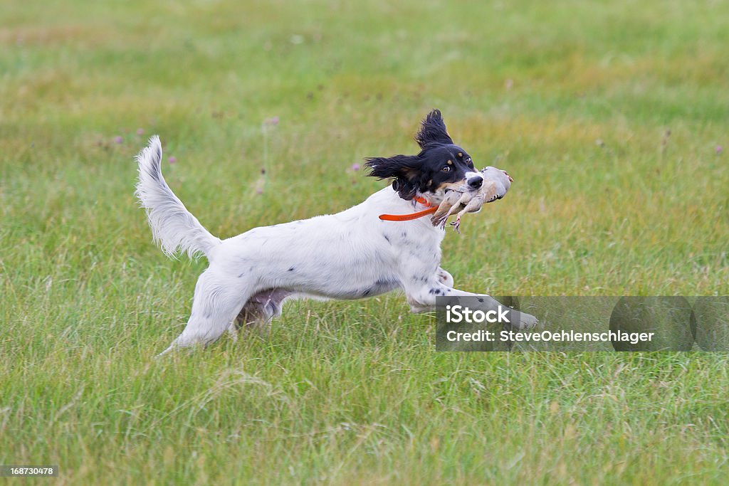 英語セッターに鳥 - 犬のロイヤリティフリーストックフォト