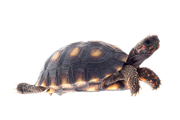 Cherry head red foot tortoise stock photo