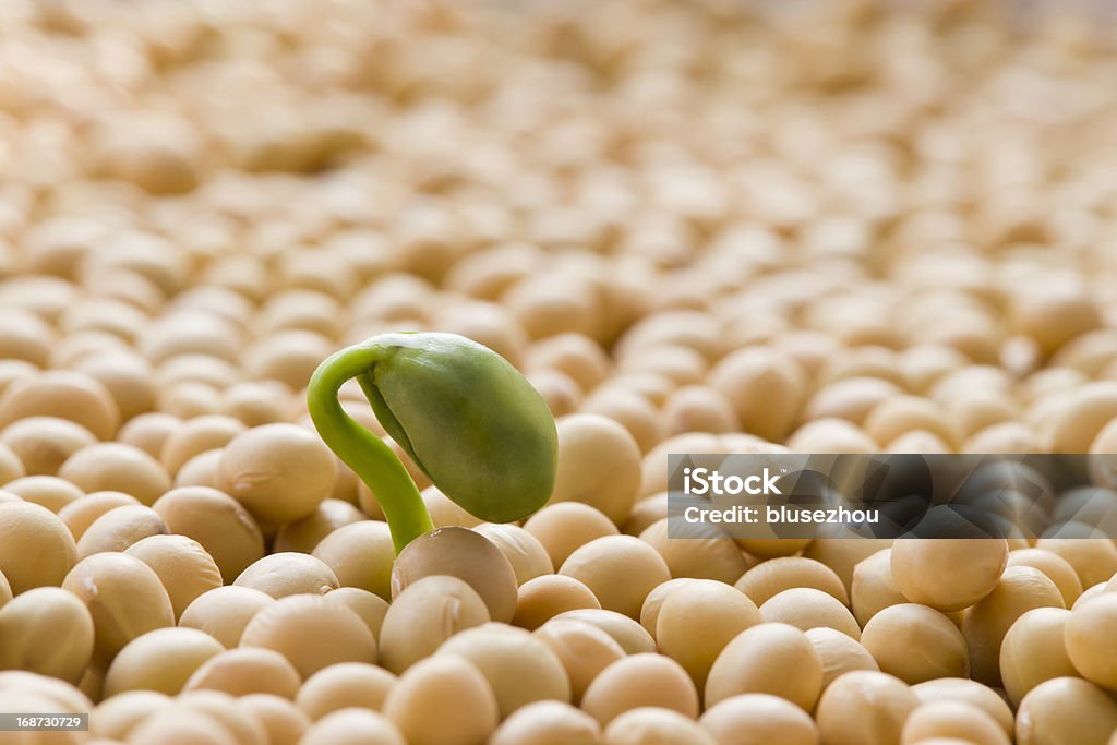 Green bean sprouts The seed is germinated, the baby is born, all for the better. Soybean Stock Photo