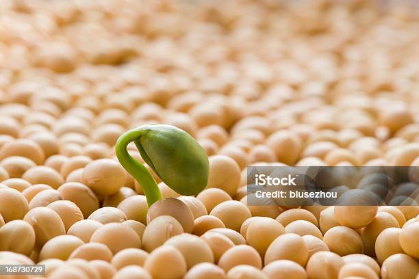 Green Bean Sprouts Stock Photo - Download Image Now - Soybean, Seed, Seedling