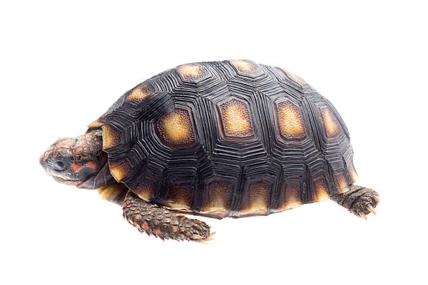 istock Cherry head red foot tortoise 168730731
