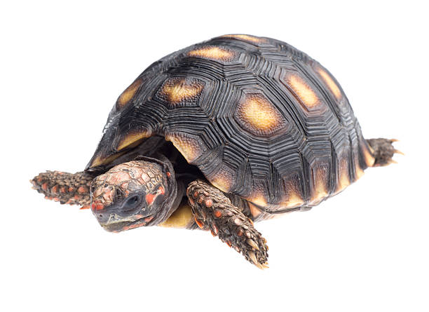 istock Cherry head red foot tortoise 168730775