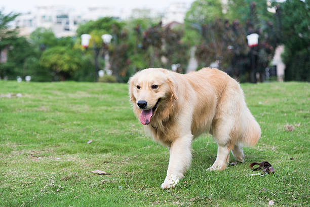 istock the golden retriever 168730817