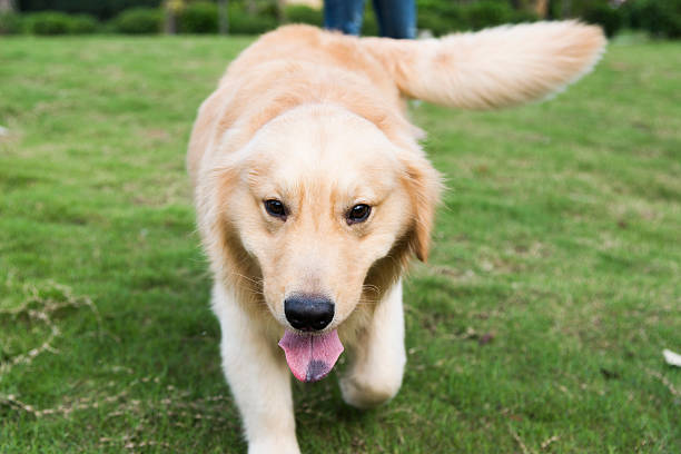 istock the lovely golden retriever 168730833