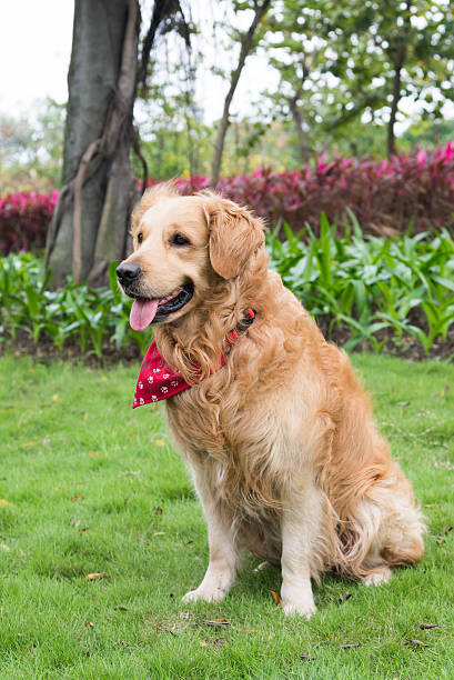 istock the golden retriever 168730875