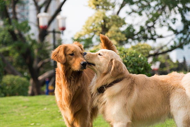 istock the golden retriever 168730981