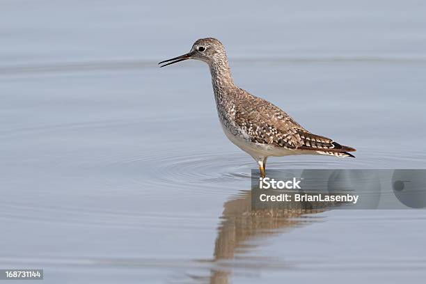 Archibebe Chicotexas Foto de stock y más banco de imágenes de Fauna silvestre - Fauna silvestre, Texas, Aire libre