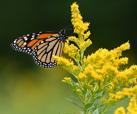 Monarch Butterflies Landing on Goldenrod Horizontal image