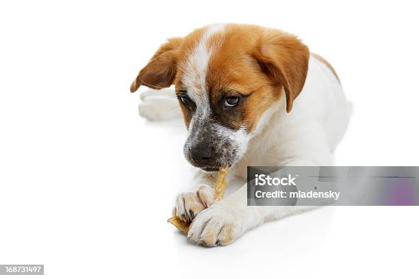 Disfrute De Comer Perritos Rawhide Foto de stock y más banco de imágenes de Golosina - Golosina, Perro, Acostado