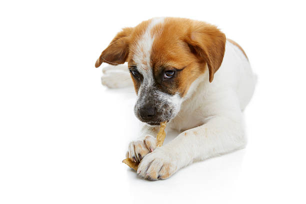 istock Dog eating rawhide treat 168731497
