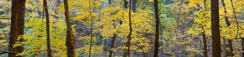Fall Color Panorama at Starved Rock State Park, north central Illinois.