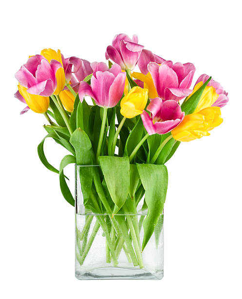 Bouquet di tulipani in vaso isolato fresco - foto stock