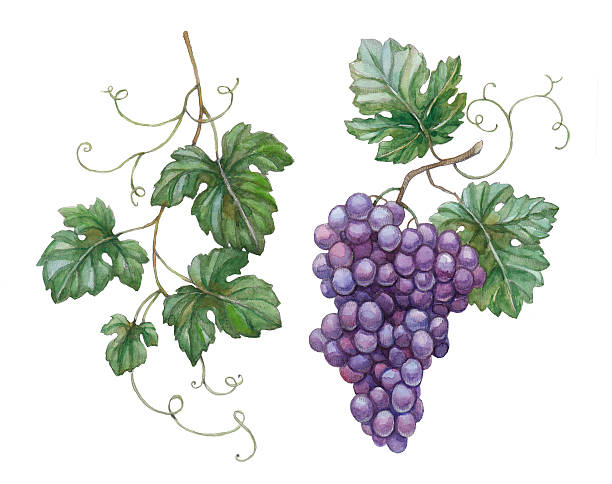 Watercolor illustration of grapes with leaves vector art illustration