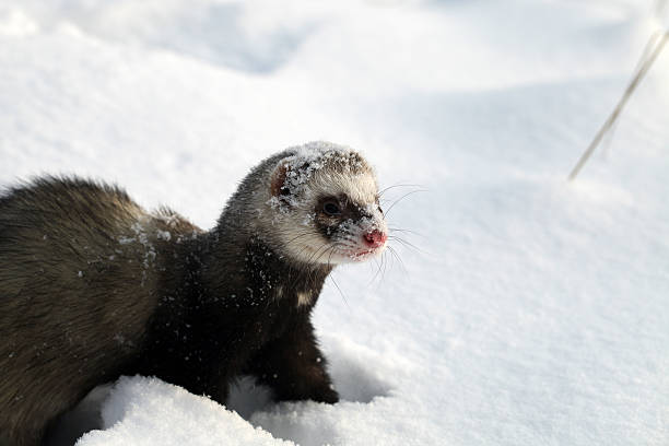 istock Mustela putorius furo 168731884