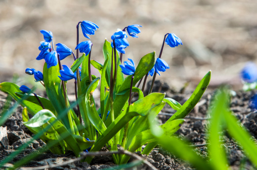 scilla - blue spring flowers.