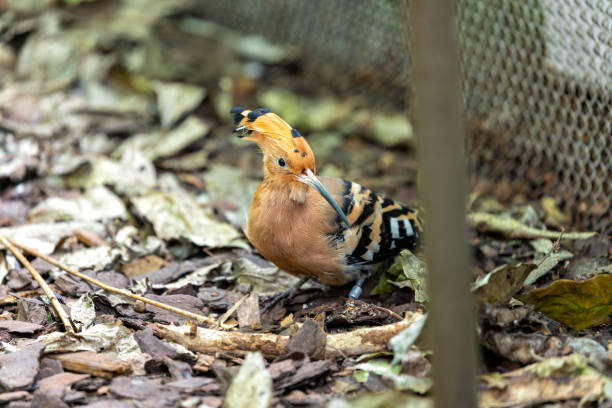 The striking Hoopoe, Upupa epops, a Eurasian bird with distinctive plumage, graces the outdoors of Madrid, Spain.