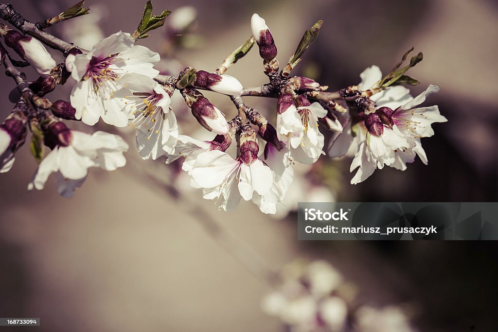 Fiori di ciliegio in una giornata di primavera - Foto stock royalty-free di Bocciolo