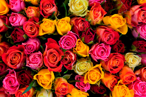 Colorido fondo de rosas photo