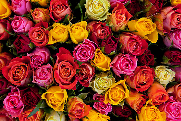 rose di sfondo colorato - rose valentines day bouquet red foto e immagini stock