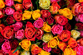 Colorful roses background