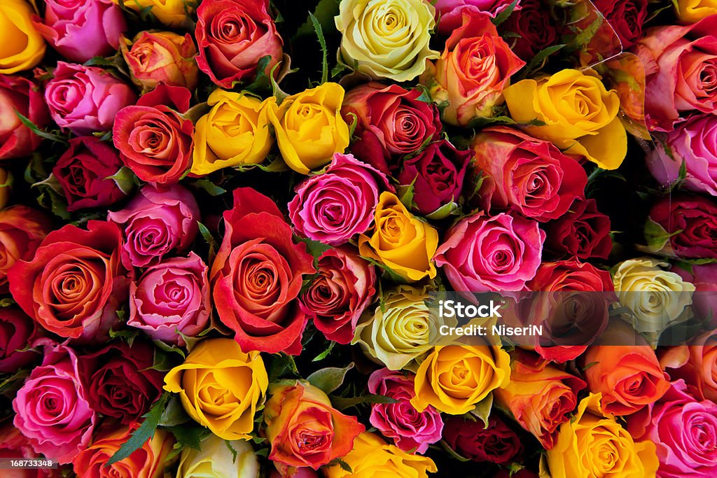 Colorful roses background Colorful roses background. Beautiful, high quality, good for holidays, valentines's gift. Rose - Flower Stock Photo