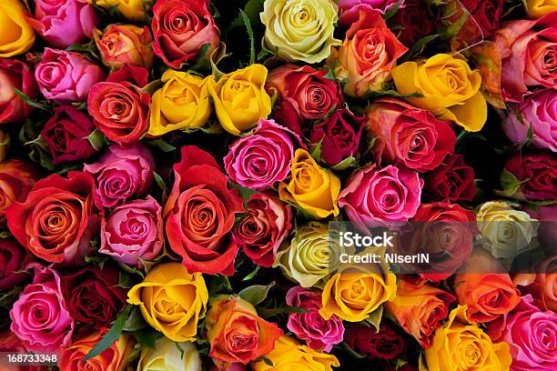 Colorful Roses Background Stock Photo - Download Image Now - Rose - Flower, Flower, Valentine's Day - Holiday