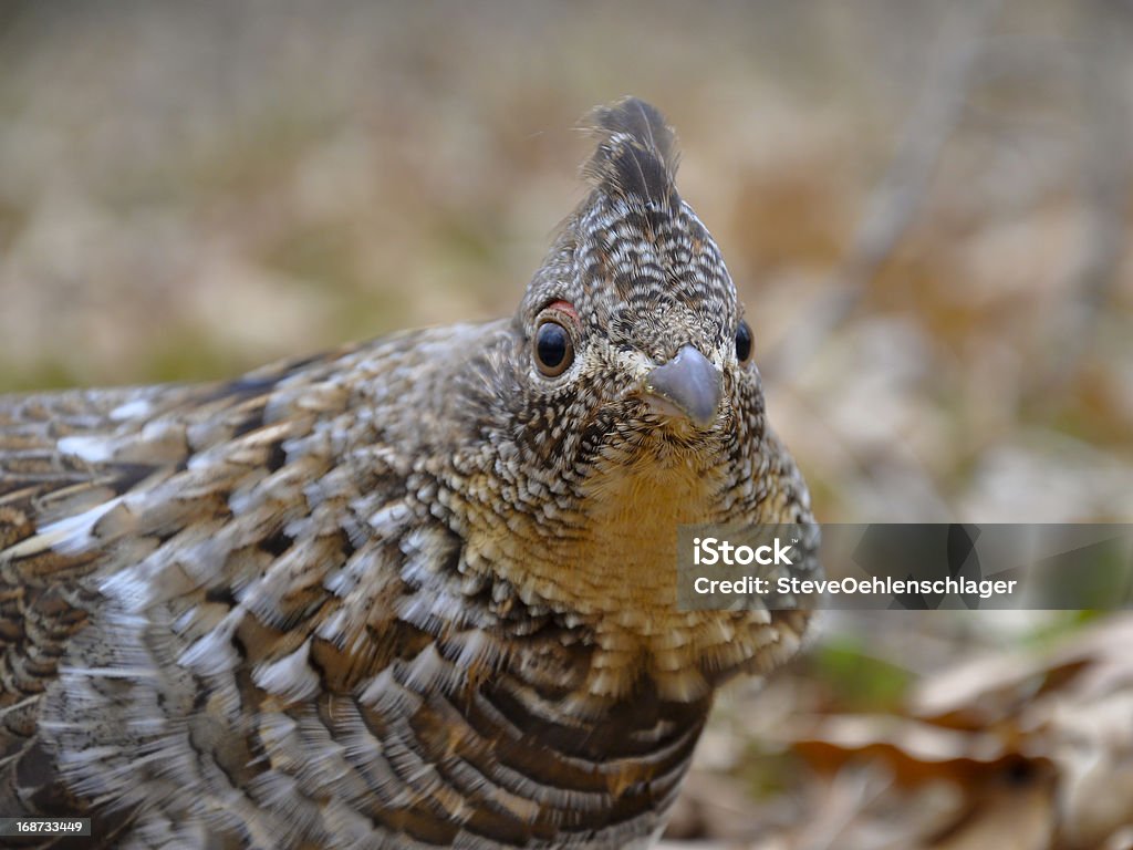 Kragenhuhn - Lizenzfrei Fasan Stock-Foto