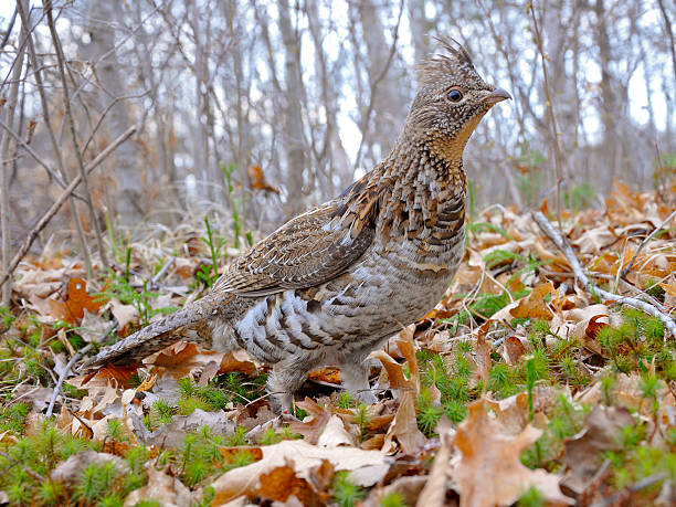 masculino bonsa umbellus - pheasant hunting bird gamebird - fotografias e filmes do acervo