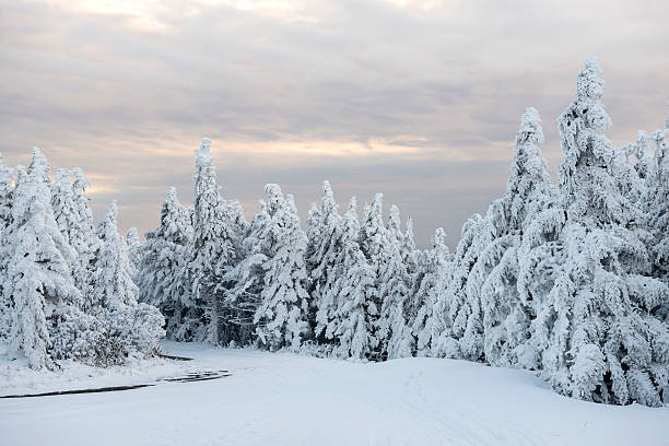 Snowy winter forest landscape at dusk on Roan Mountain