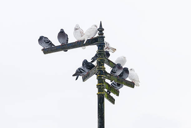istock pigeons sitting on indexes in St Albans, England 168733741