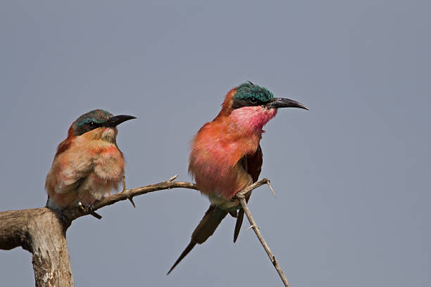 Two Carmine bee-eater perched on dry twig stock photo