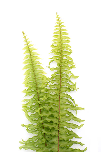 istock Green fern on white background 168734354