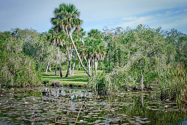 istock Wetlands landscape with pond 168734476