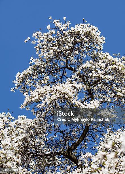 Blühende Magnolienbaum Stockfoto und mehr Bilder von Ast - Pflanzenbestandteil - Ast - Pflanzenbestandteil, Baum, Baumblüte