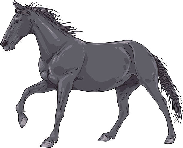 Isolated black galloping horse illustration vector art illustration