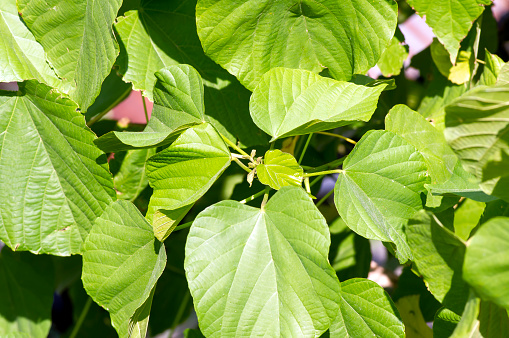 Tahongai, guest tree (Kleinhovia hospita), known as Timoho (Java, Indonesia) green leaves.