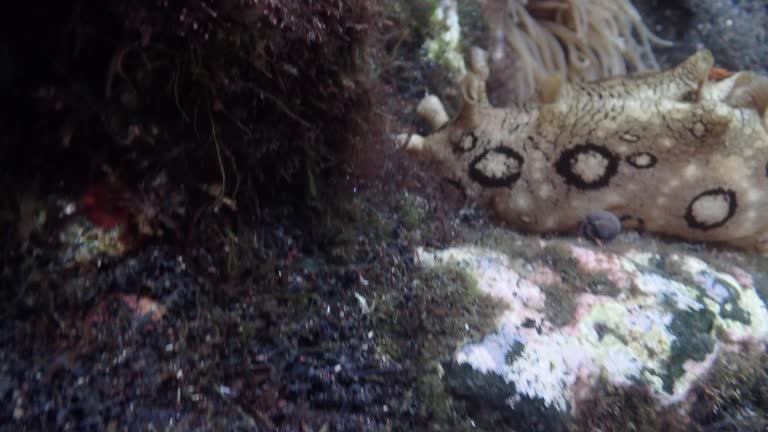 Aplysia dactylomela, the spotted sea hare - La Palma, Canary Islands