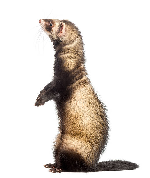 Ferret standing on hind legs and looking up Ferret standing on hind legs and looking up, isolated on white polecat stock pictures, royalty-free photos & images