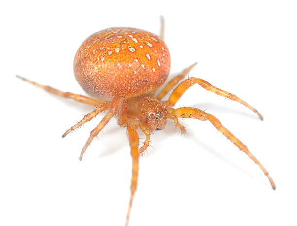 istock Four-spot orb-weaver (Araneus quadratus) isolated on white background 168736627