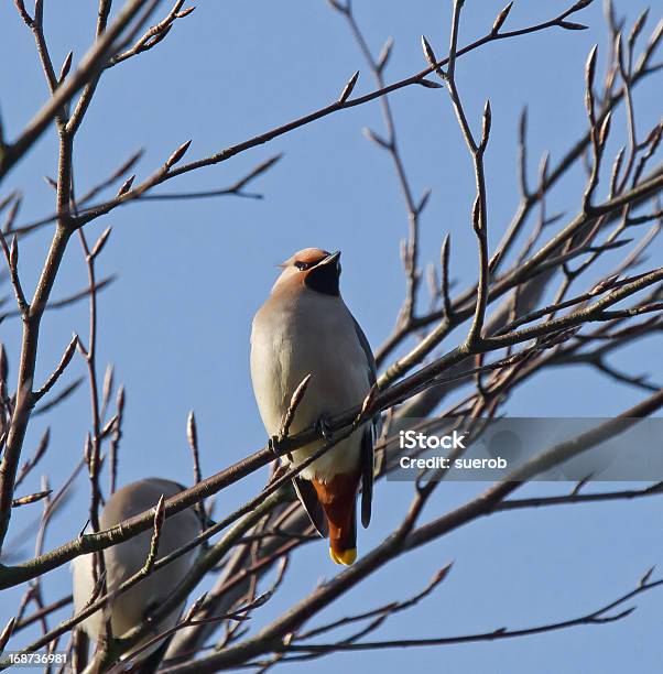 Ampelis Europeo Foto de stock y más banco de imágenes de Aire libre - Aire libre, Ampelis europeo, Animales salvajes